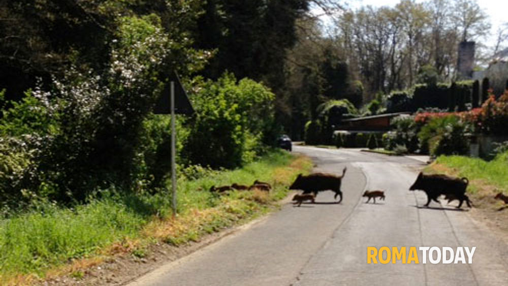 Presenza di fauna selvatica nelle aree periferiche di Roma